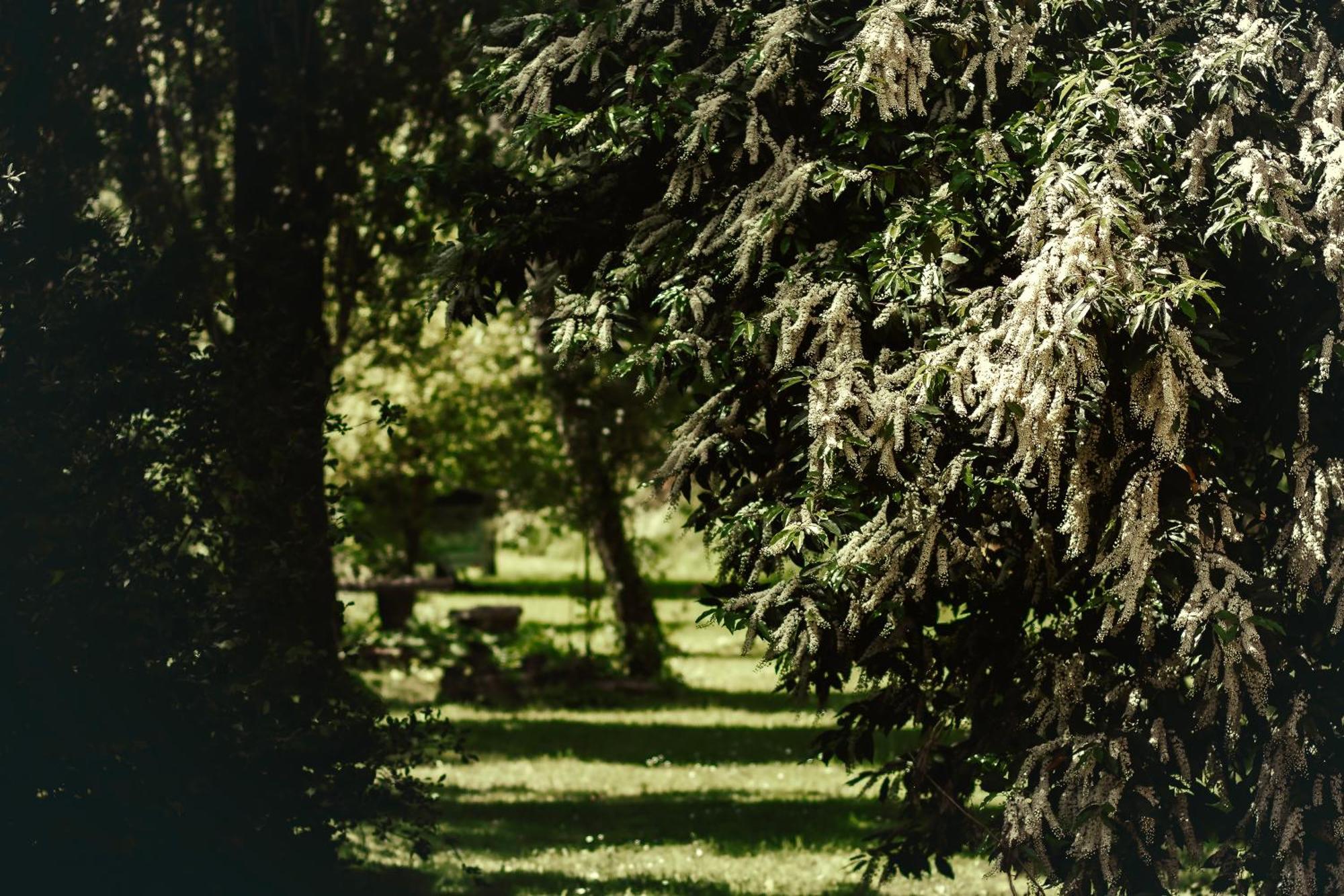 Le Chateau De Sorgues Cornus Εξωτερικό φωτογραφία